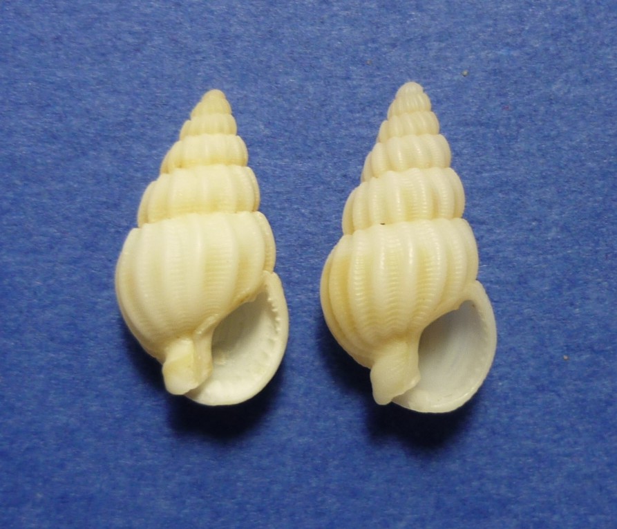 Nassarius lima